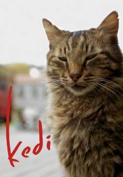 Kedi - La città dei gatti