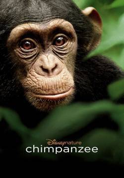 Chimpanzee